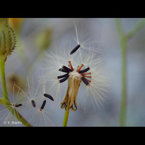 <i>Pilosella piloselloides </i>(Vill.) Soják, 1971 subsp.<i> piloselloides</i> &copy; NULL