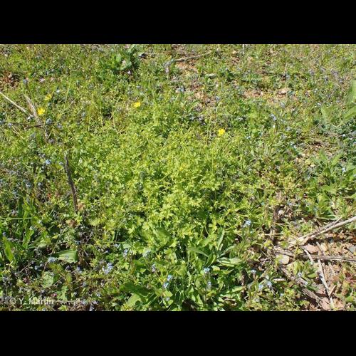 <i>Ranunculus parviflorus </i>L., 1758 subsp.<i> parviflorus</i> © NULL