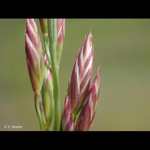 <i>Schedonorus arundinaceus </i>(Schreb.) Dumort., 1824 subsp.<i> arundinaceus</i> &copy; NULL