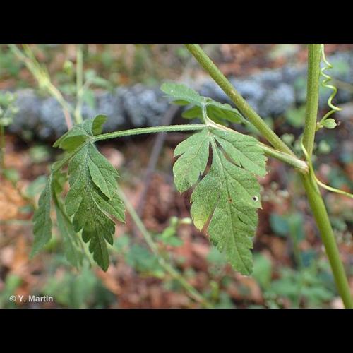 <i>Torilis japonica </i>(Houtt.) DC., 1830 subsp.<i> japonica</i> © NULL