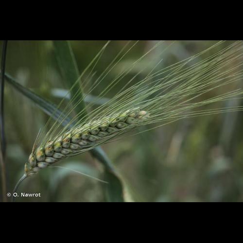 <i>Triticum turgidum </i>L., 1753 subsp.<i> turgidum</i> © O. Nawrot