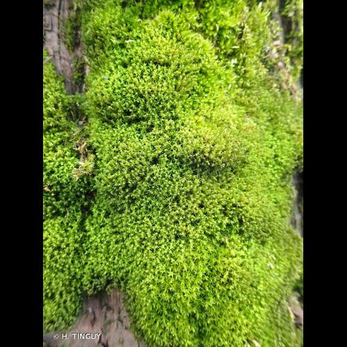 <i>Dialytrichia saxicola</i> (Lamy) M.J.Cano, 2007 © H. TINGUY