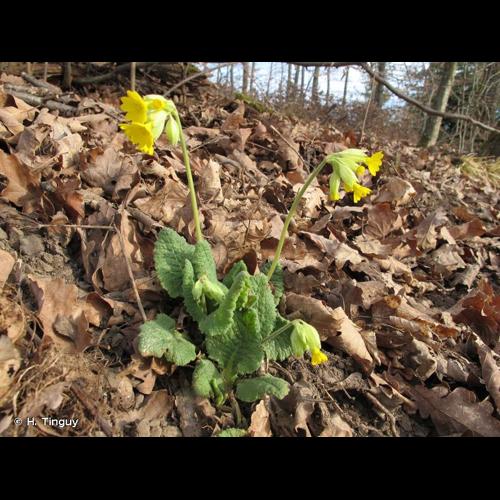 <i>Primula veris </i>var.<i> columnae</i> (Ten.) B.Bock, 2012 © H. Tinguy
