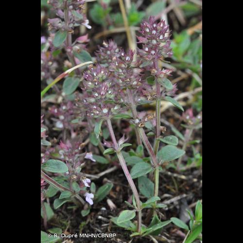 <i>Thymus pulegioides </i>L., 1753 var.<i> pulegioides</i> © R. Dupré MNHN/CBNBP