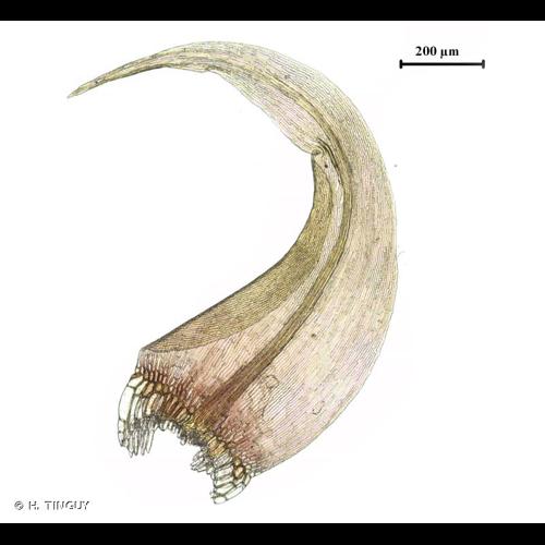 <i>Sarmentypnum exannulatum</i> (Schimp.) Hedenäs, 2006 © H. TINGUY