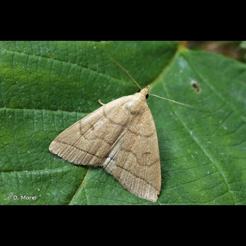 <i>Herminia tarsipennalis</i> Treitschke, 1835 &copy; D. Morel