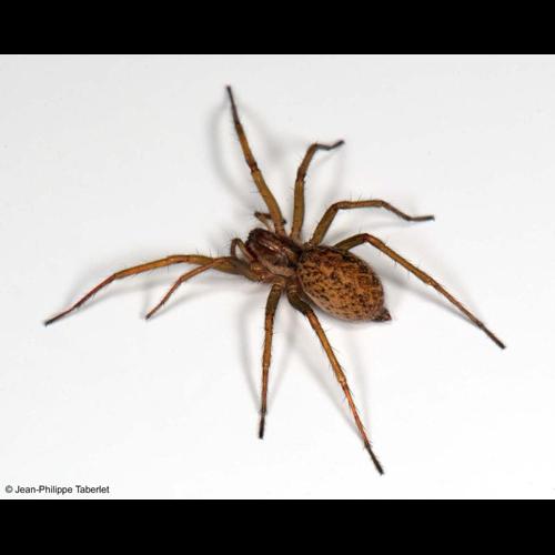 <i>Eratigena agrestis</i> (Walckenaer, 1802) © NULL