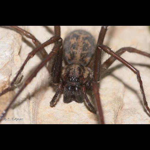 <i>Eratigena atrica</i> (C.L. Koch, 1843) © S. Déjean