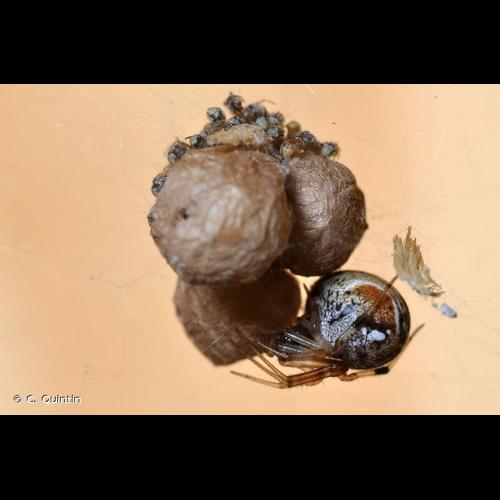 <i>Parasteatoda lunata</i> (Clerck, 1758) © C. Quintin