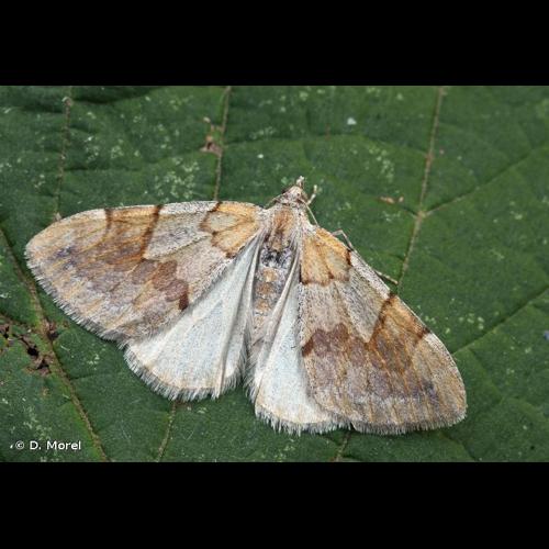 <i>Pennithera firmata</i> (Hübner, 1822) &copy; D. Morel