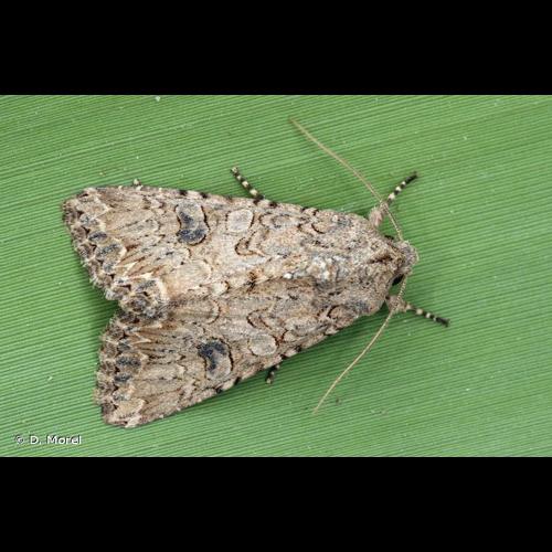 <i>Anarta trifolii</i> (Hufnagel, 1766) &copy; D. Morel