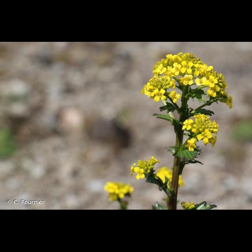 <i>Barbarea vulgaris</i> W.T.Aiton, 1812 © C. Fournier