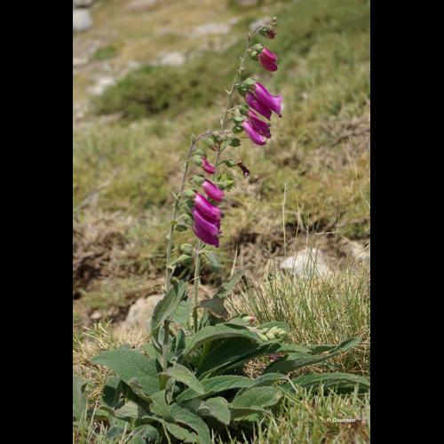 <i>Digitalis purpurea </i>L., 1753 subsp.<i> purpurea</i> © P. Gourdain