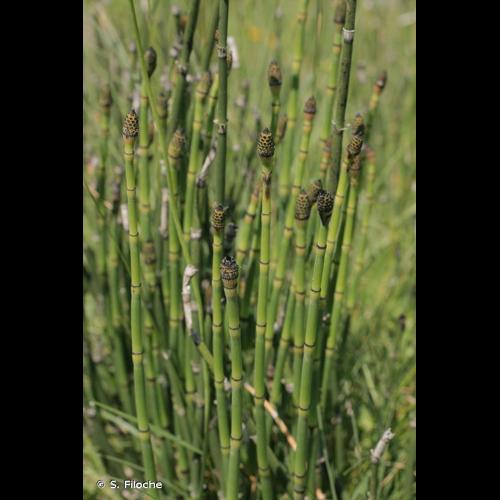 <i>Equisetum variegatum</i> Schleich. ex F.Weber & D.Mohr, 1807 © S. Filoche