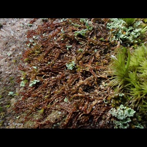 <i>Syzygiella autumnalis</i> (DC.) K.Feldberg, Váňa, Hentschel & Heinrichs, 2010 &copy; H. Tinguy