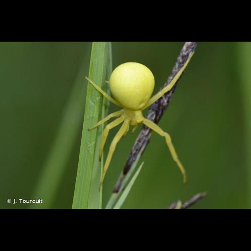 <i>Misumena vatia</i> (Clerck, 1758) © J. Touroult