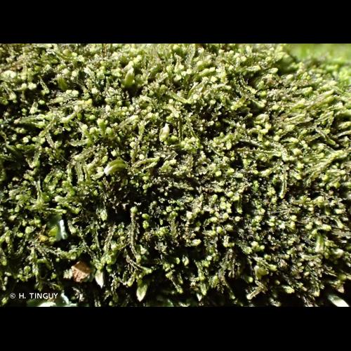 <i>Fuscocephaloziopsis catenulata</i> (Huebener) Váňa & L.Söderstr., 2013 © H. TINGUY