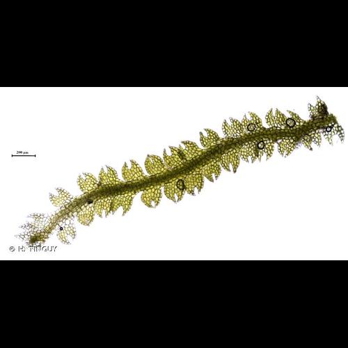 <i>Fuscocephaloziopsis lunulifolia</i> (Dumort.) Váňa & L.Söderstr., 2013 © H. TINGUY