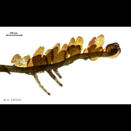 <i>Odontoschisma fluitans</i> (Nees) L.Söderstr. & Váňa, 2013 © H. TINGUY