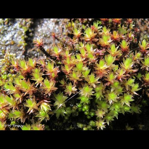<i>Ptychostomum pseudotriquetrum</i> (Hedw.) J.R.Spence & H.P.Ramsay ex Holyoak & N.Pedersen, 2007 © H. Tinguy