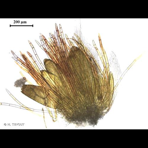 <i>Ptychostomum imbricatulum</i> (Müll.Hal.) Holyoak & N.Pedersen, 2007 © H. TINGUY