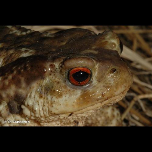 <i>Bufo spinosus</i> (Daudin, 1803) © D. Massemin