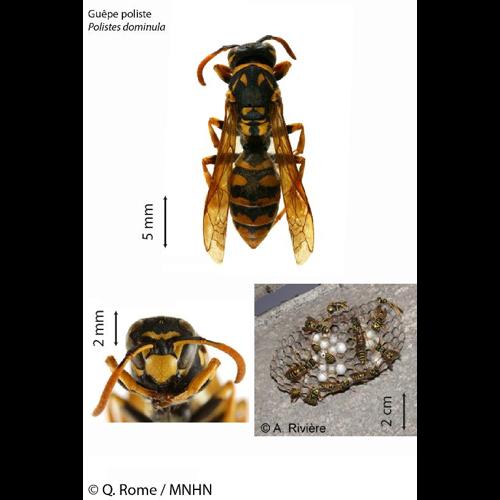 <i>Polistes dominula</i> (Christ, 1791) © NULL