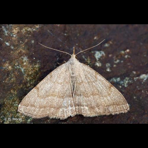 <i>Pechipogo strigilata</i> (Linnaeus, 1758) &copy; D. Morel