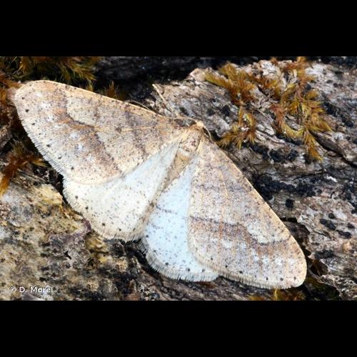 <i>Phigaliohybernia marginaria</i> (Fabricius, 1777) © D. Morel