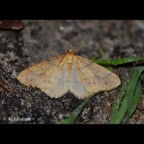 <i>Phigaliohybernia aurantiaria</i> (Hübner, 1799) © A. Lévêque