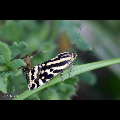 <i>Emmelia trabealis</i> (Scopoli, 1763) &copy; D. Morel