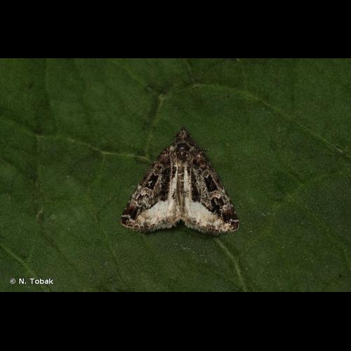 <i>Deltote pygarga</i> (Hufnagel, 1766) &copy; N. Tobak