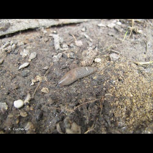 <i>Deroceras invadens</i> Reise, Hutchinson, Schunack & Schlitt, 2011 © X. Cucherat