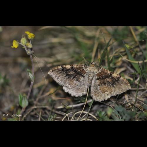 <i>Rheumaptera cervinalis</i> (Scopoli, 1763) &copy; A. Lévêque