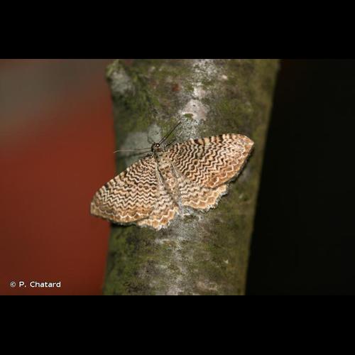 <i>Rheumaptera undulata</i> (Linnaeus, 1758) © P. Chatard