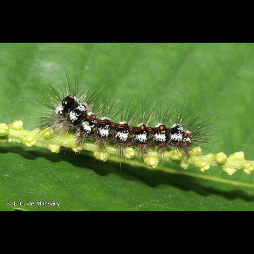 <i>Sphrageidus similis</i> (Fuessly, 1775) © J.-C. de Massary