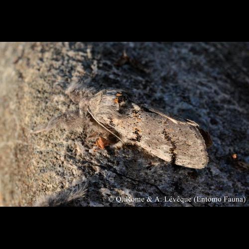 <i>Gynaephora fascelina</i> (Linnaeus, 1758) © Q. ROME & A. LEVEQUE (Entomo Fauna)