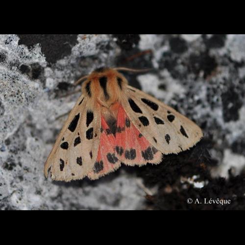 <i>Chelis maculosa</i> (Denis & Schiffermüller, 1775) &copy; A. Lévêque