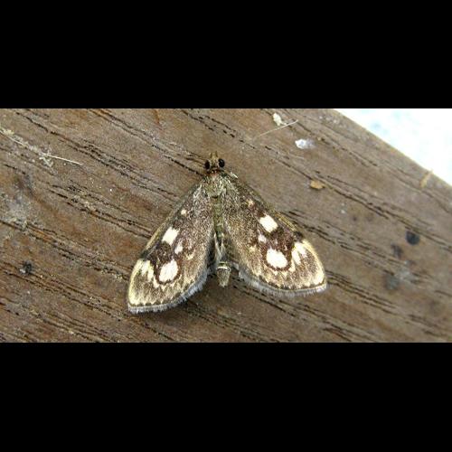 <i>Anania coronata</i> (Hufnagel, 1767) © F. Michalke