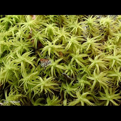 <i>Tortella squarrosa</i> (Brid.) Limpr., 1888 &copy; H. TINGUY