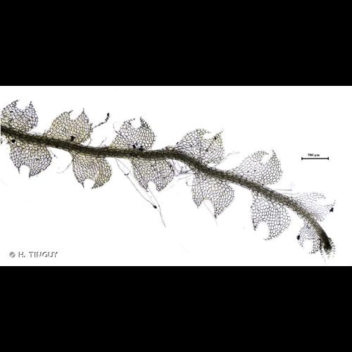 <i>Fuscocephaloziopsis connivens</i> (Dicks.) Váňa & L.Söderstr., 2013 © H. TINGUY
