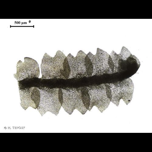 <i>Mesoptychia bantriensis</i> (Hook.) L.Söderstr. & Váňa, 2012 &copy; H. TINGUY