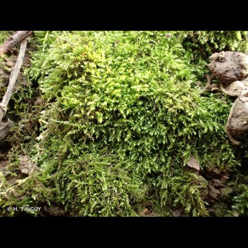 <i>Microeurhynchium pumilum</i> (Wilson) Ignatov & Vanderp., 2009 &copy; H. TINGUY