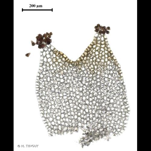 <i>Lophoziopsis longidens</i> (Lindb.) Konstant. & Vilnet, 2009 © H. TINGUY