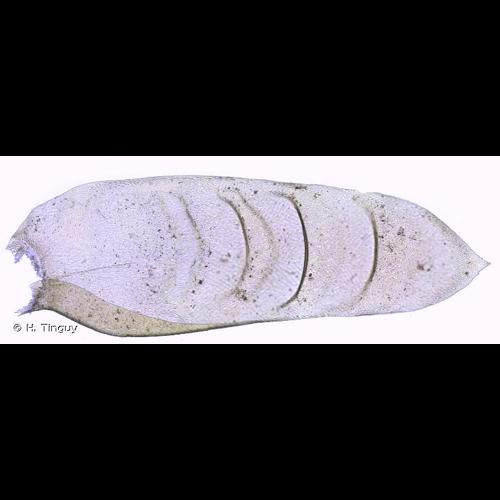 <i>Exsertotheca crispa</i> (Hedw.) S.Olsson, Enroth & D.Quandt, 2011 © H. Tinguy
