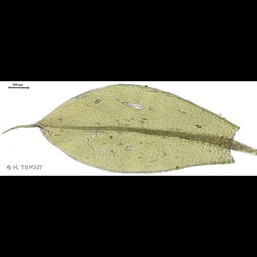 <i>Ptychostomum torquescens</i> (Bruch & Schimp.) Ros & Mazimpaka, 2013 &copy; H. TINGUY