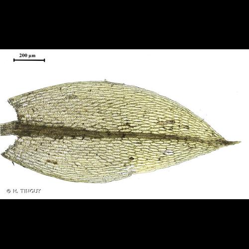 <i>Ptychostomum rubens</i> (Mitt.) Holyoak & N.Pedersen, 2007 © H. TINGUY
