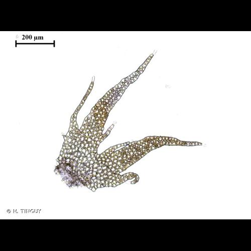 <i>Neoorthocaulis floerkei</i> (F.Weber & D.Mohr) L.Söderstr., De Roo & Hedd., 2010 © H. TINGUY