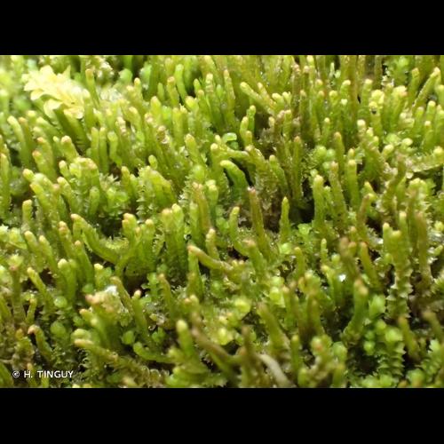 <i>Neoorthocaulis attenuatus</i> (Mart.) L.Söderstr., De Roo & Hedd., 2010 © H. TINGUY