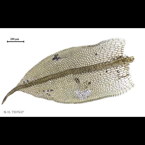 <i>Tortula caucasica</i> Broth. © H. TINGUY